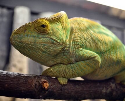 Yellow Giant Parson's Chameleon