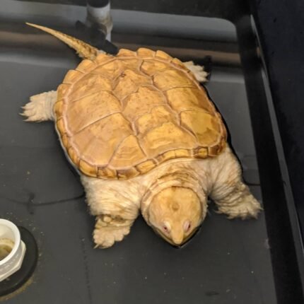 Albino Snapping Turtle