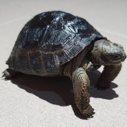 Aldabra Tortoise