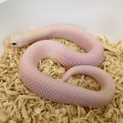 Leucistic Hognose