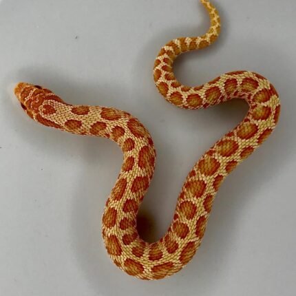 Albino Hognose