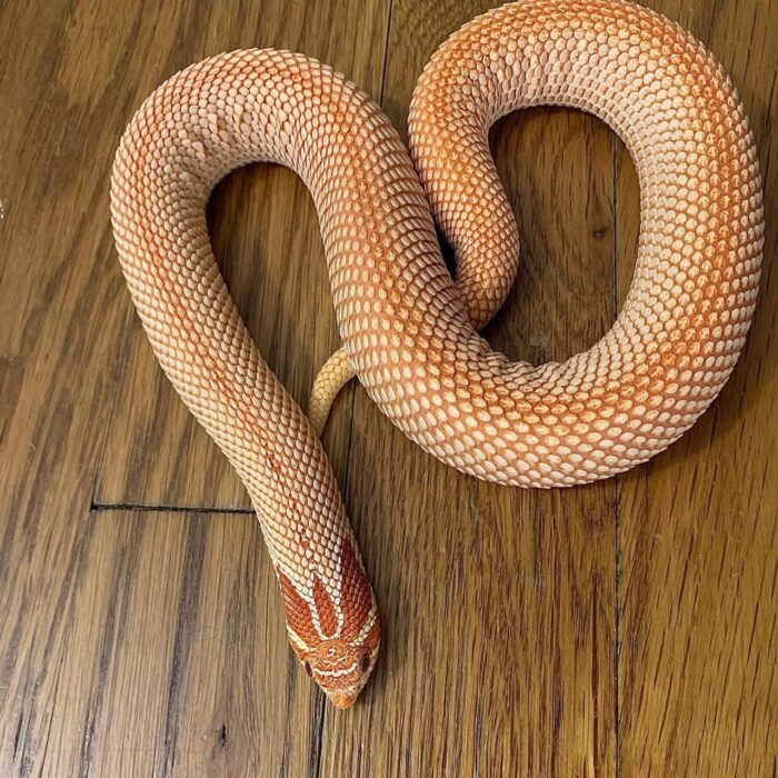 Albino Super Anaconda Hognose