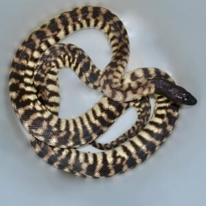 Black Headed Python