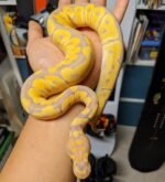 Banana Clown Ball Python