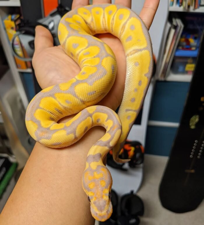 Banana Clown Ball Python