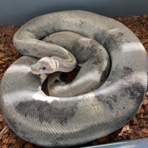 urban camo ball python