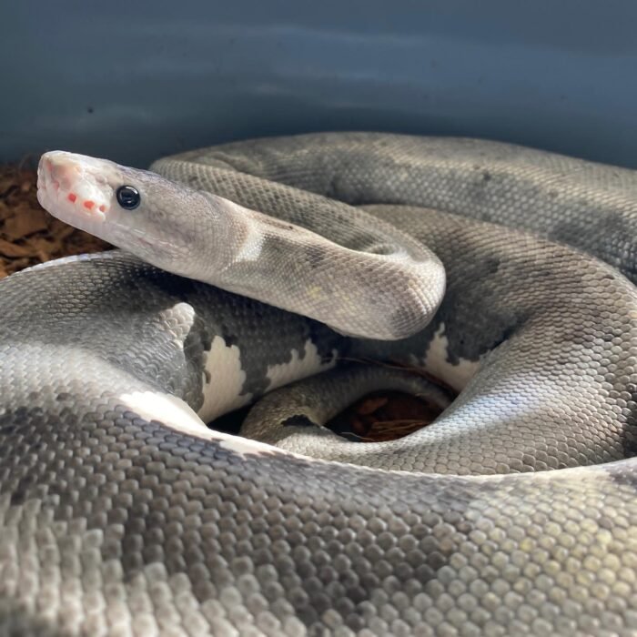 urban camo ball python