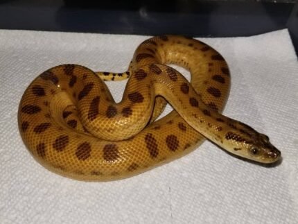 yellow anaconda