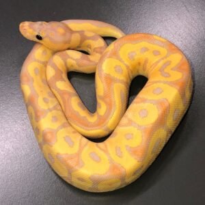 Banana Clown Ball Python