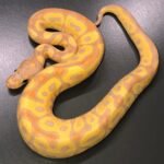 Banana Clown Ball Python