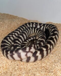 Axanthic Black Headed Python