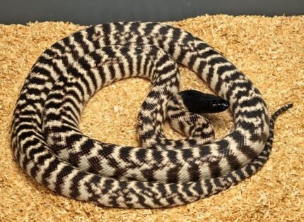 Axanthic Black Headed Python