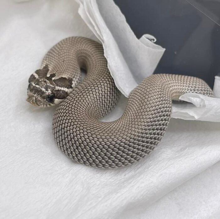 Axanthic Super Anaconda Hognose