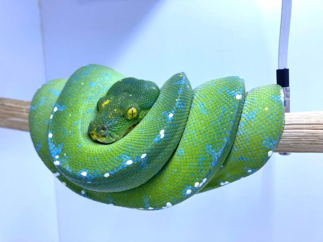 Aru Green Tree Python