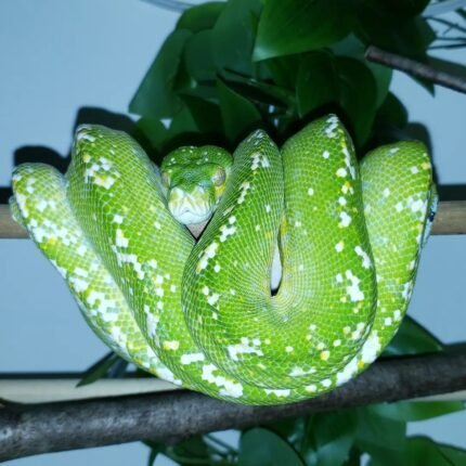 Sorong Green Tree Python