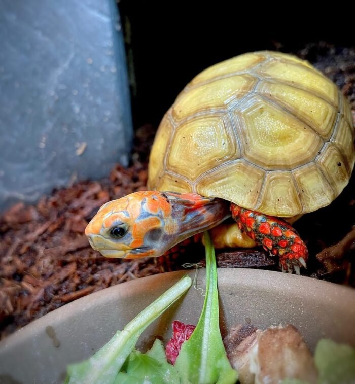 Hypo Red footed Tortoise