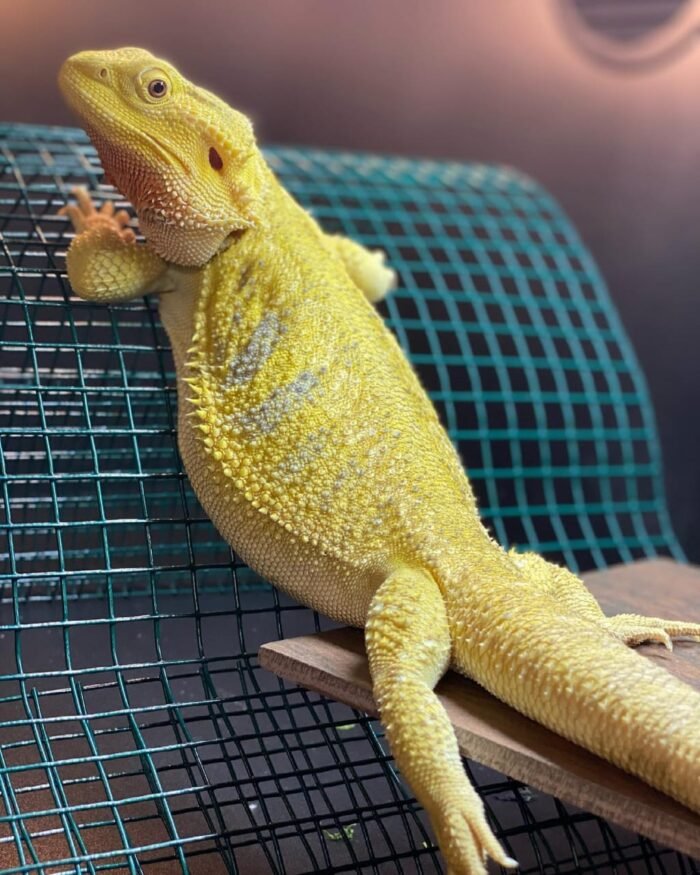 Hypo Paradox Bearded Dragon for sale