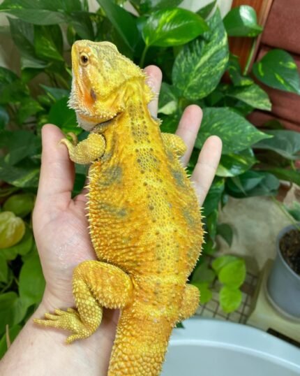 Hypo Paradox Bearded Dragon for sale