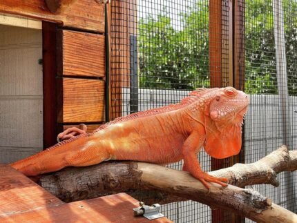 Crimson Albino Iguana