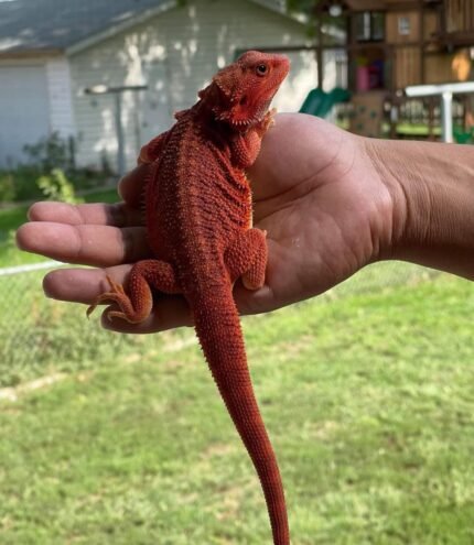 Red Hypo Translucent Bearded Dragon