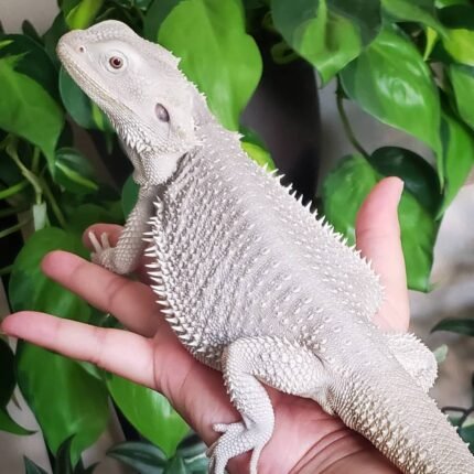 Hypo Zero Bearded Dragon