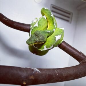 Amazon Basin Emerald Tree Boa