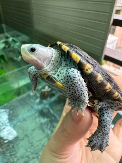 Diamondback Terrapin for sale