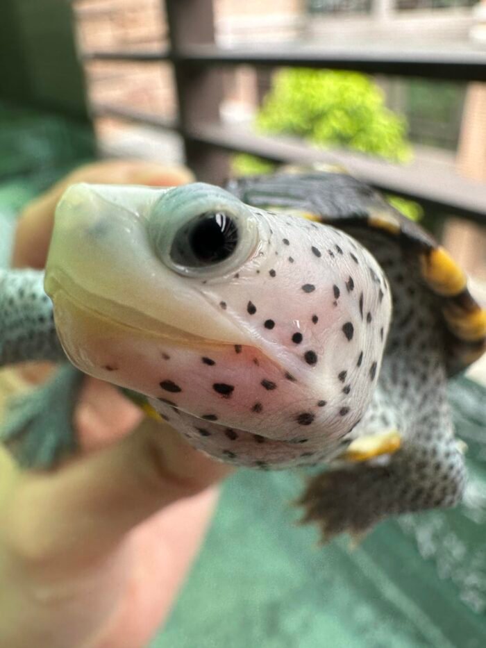 Diamondback Terrapin for sale