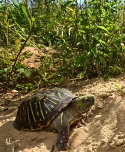 ornate box turtle for sale