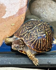 ornate box turtle for sale