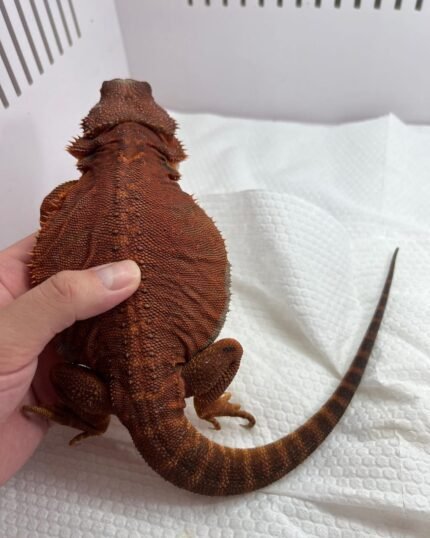 Red Monster Bearded Dragon