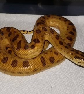 yellow anaconda